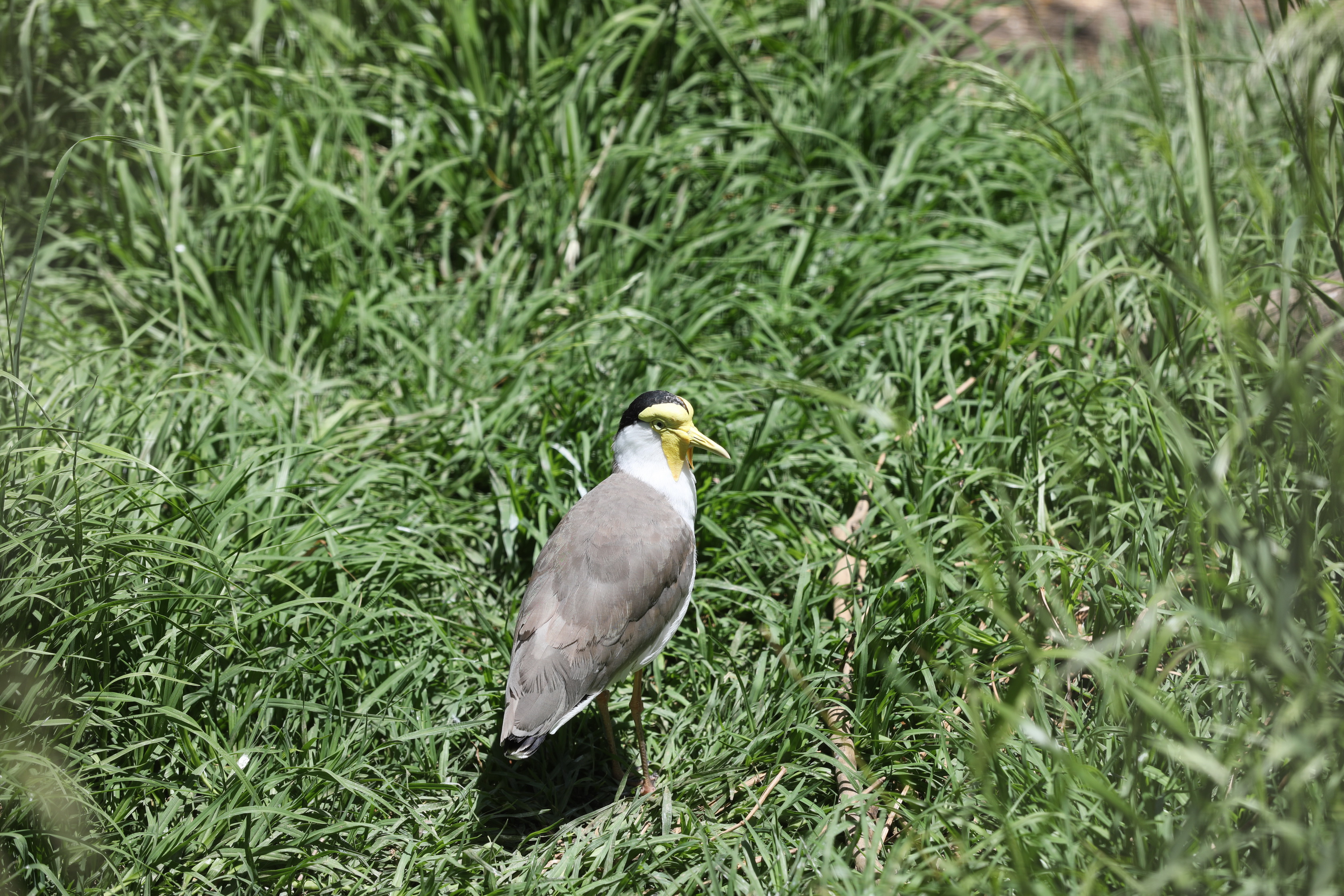 2019 11 22 13 48 41 Canon EOS 5D Mark IV 0010